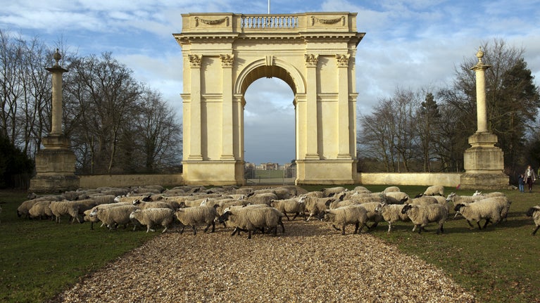 Sheep crossing in front of the Corinthian Arch at Stowe